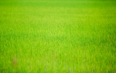 green paddy field for background