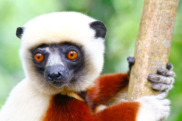 Endangered Coquerel s Sifaka Lemur (Propithecus coquereli). Bellied, forever