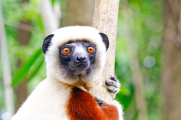 Endangered Coquerel s Sifaka Lemur (Propithecus coquereli). Bellied, forever