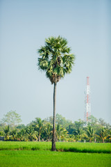 Asian palmyra palm in green paddy field that have just been planted