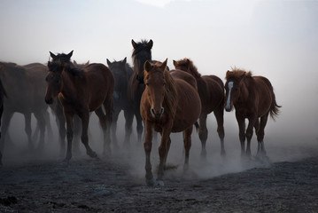 running for freedom, wild horses