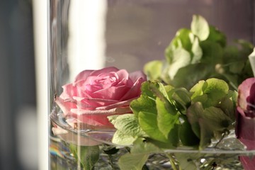 roses in vase on a white background