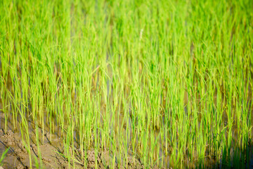 Obraz premium green paddy field for background