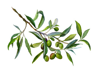 Watercolor drawing of olive branch with leaves isolated on white background. Hand drawn illustration with black olive. 