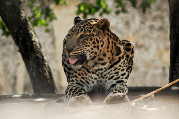 leopard sitting over the tree