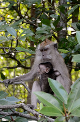 Naklejka na ściany i meble Long-tailed macaque, Langkawi, Malaysia
