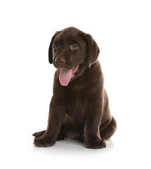 Fototapeta premium Chocolate Labrador Retriever puppy on white background