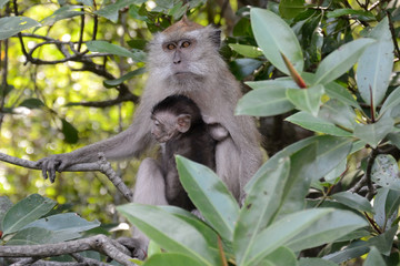 Naklejka na ściany i meble Long-tailed macaque, Langkawi, Malaysia