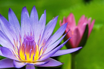 Beautiful flowering water lily - lotus in a garden in a pond. Reflections on water surface. vintage...