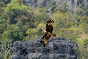 Brahmin kite, Langkawi, Malaysia