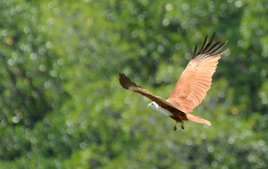 Brahmin kite, Langkawi, Malaysia