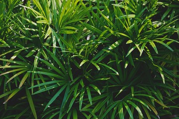 Green leaves background. Green leaves in the morning. Tropical Plant,environment,photo concept nature and plant. 