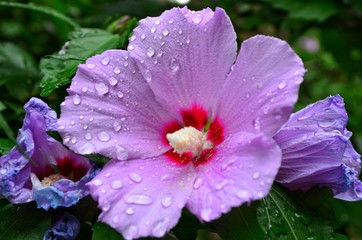 raindrops on flower
