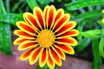 yellow flower and leaves