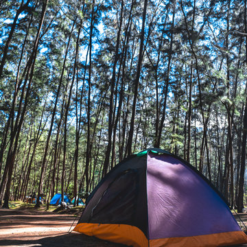 Tent in pine tree forest