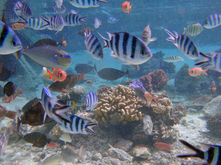 Underwater view of colorful tropical fish and coral reef in the Bora Bora lagoon, French Polynesia
