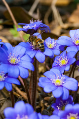 Macro close-up of worker bee collecting nectar from the first blooming tender Hepatica Snowdrop...