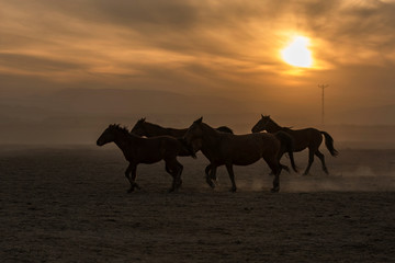 wild horses sunset