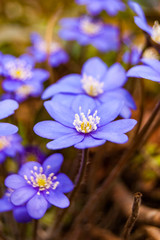 Macro close-up of first blooming tender Hepatica Snowdrop blue violet flowers in early spring forest