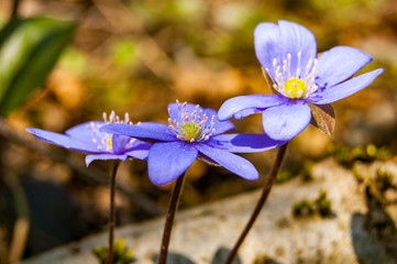 Macro close-up of first blooming tender Hepatica Snowdrop blue violet flowers in early spring forest