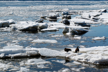 Two Canada geese on ice floes on the St Lawrence River in Quebec City, Quebec, Canada © Colin
