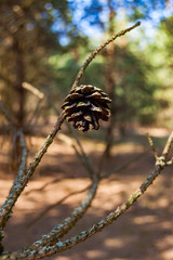 Dry round pine tree cone hanging on a tree branch in forest