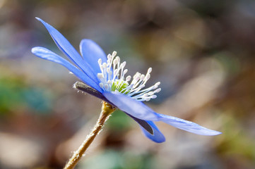 Macro close-up of first blooming tender Hepatica Snowdrop blue violet flower in early spring forest