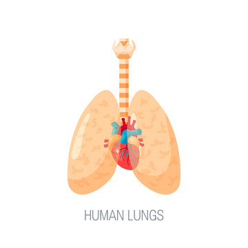 Human lungs vector icon in flat style