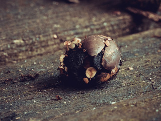 Mashrooms on acorn