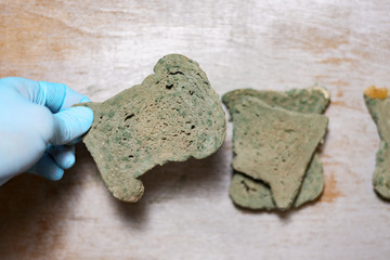 doctor is researching a fungus disease in the laboratory. in the hands of the researcher moldy bread