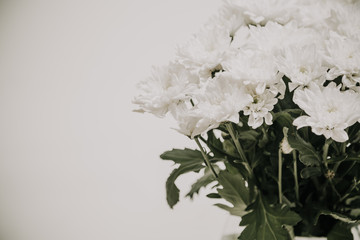Bouquet of white flowers Chrysanthemums in vase on white background