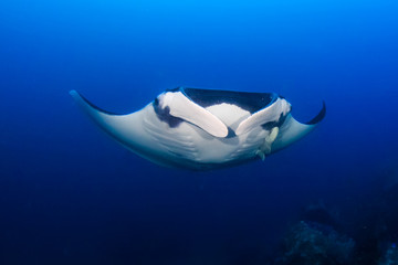 Huge Oceanic Manta Ray (Manta birostris) in a blue tropical ocean