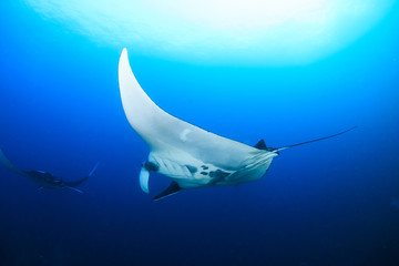 Multiple large Oceanic Manta Rays (Manta birostris) in a clear blue water over a tropical coral reef