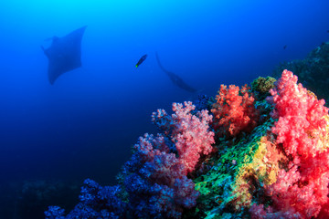 Fototapeta na wymiar Oceanic Manta Rays (Manta birostris) over a tropical coral reef in the Mergui Archipelago, Myanmar