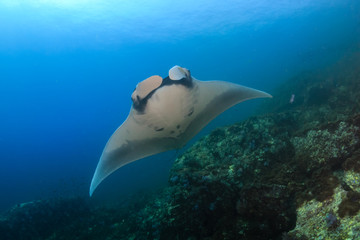 Oceanic Manta Rays (Manta birostris) over a tropical coral reef in the Mergui Archipelago, Myanmar