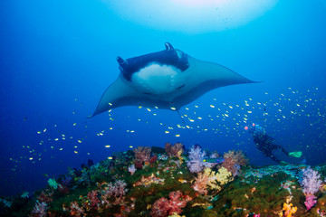 Huge Oceanic Manta Ray (Manta birostris) over a colorful tropical coral reef with a underwater photographer behind - obrazy, fototapety, plakaty