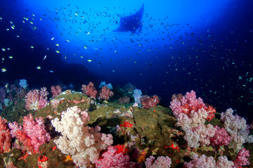 Naklejka na ściany i meble A huge Oceanic Manta Ray (Manta birostris) swimming over a colorful tropical coral reef (Black Rock, Mergui, Myanmar)