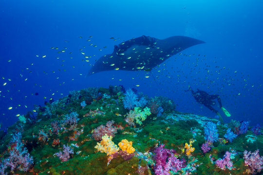 Huge Oceanic Manta Ray (Manta birostris) over a colorful tropical coral reef with a underwater photographer behind