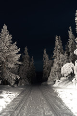 winter landscape with trees and snow at night