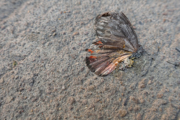 butterfly on a rock