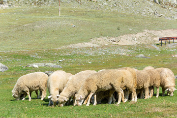 Fototapeta premium Herd of sheep grazing