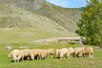 Fototapeta premium Herd of sheep grazing