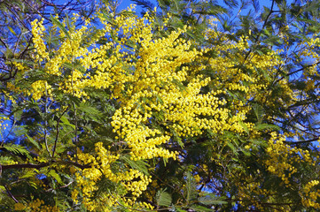 Springtime . Branches of  Acacia dealbata ( mimosa ) tree with bright yellow flowers on sunny spring day