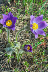 Pasqueflower or Sleep-grass ( Pulsatilla patens)