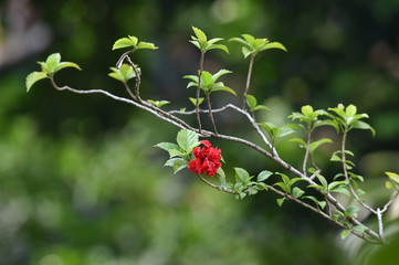red flowers in bloom