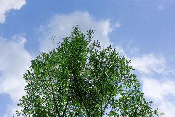 Top of tree and blue sky as background