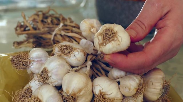 A bunch of garlic, garlic along with plant roots,