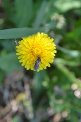dandelion