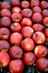 Fototapeta na wymiar Red apples. Organic gardening, agriculture. Moldavian natural apples. Gardening.