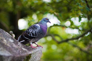 鳩